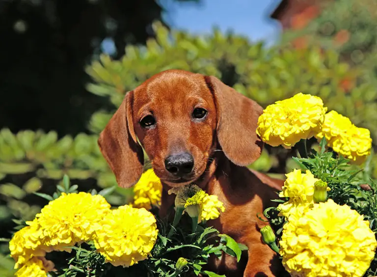 How To Potty Train Your Dachshund Puppy Fast Floppy The Dachshund