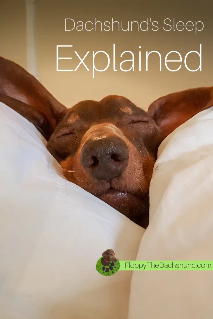 Dachshund Sleep Explained Floppy The Dachshund