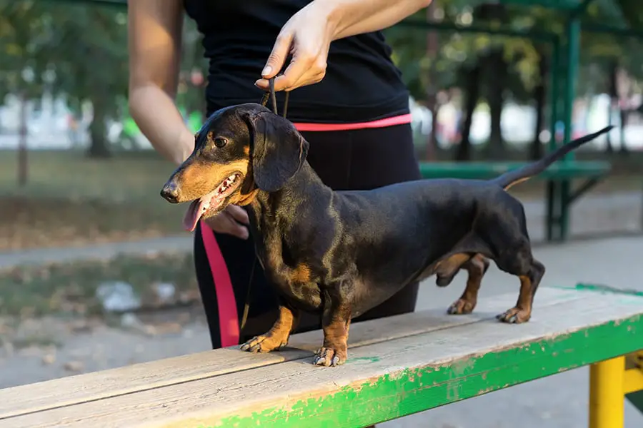 Are Dachshunds Hard To Train?
