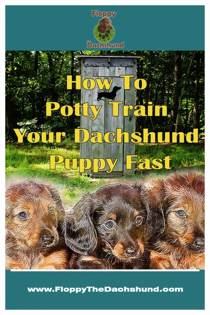 How To Potty Train Your Dachshund Puppy Fast