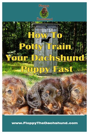 how to train your dog fast