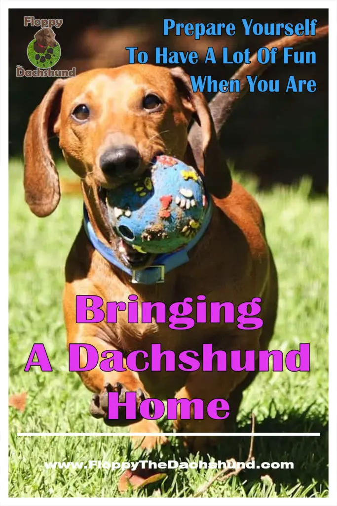 Prepare Yourself To Have A Lot Of Fun When You Are Bringing A Dachshund Home