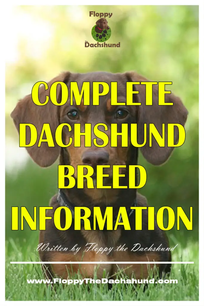 Complete Dachshund Breed Information