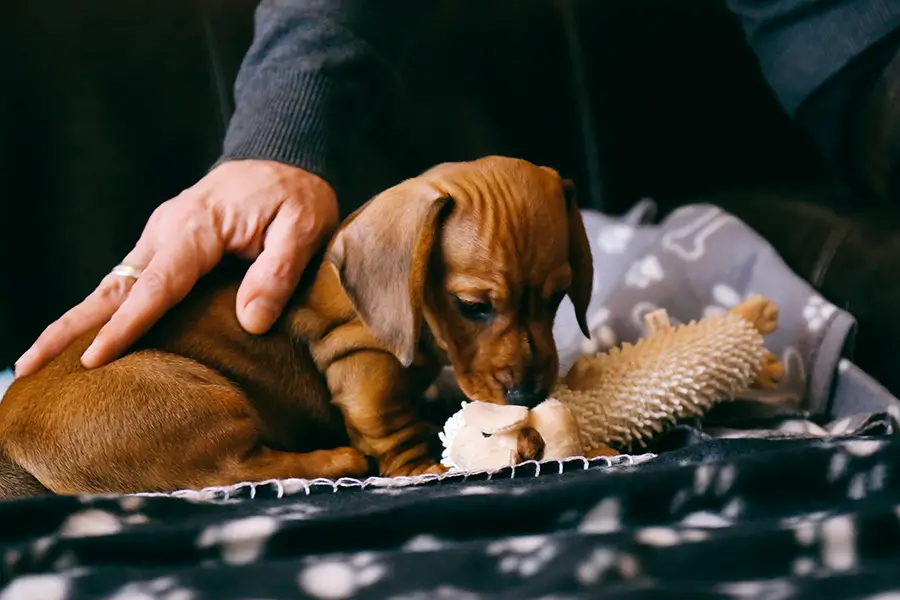 A Complete Guide To Dachshund Puppies