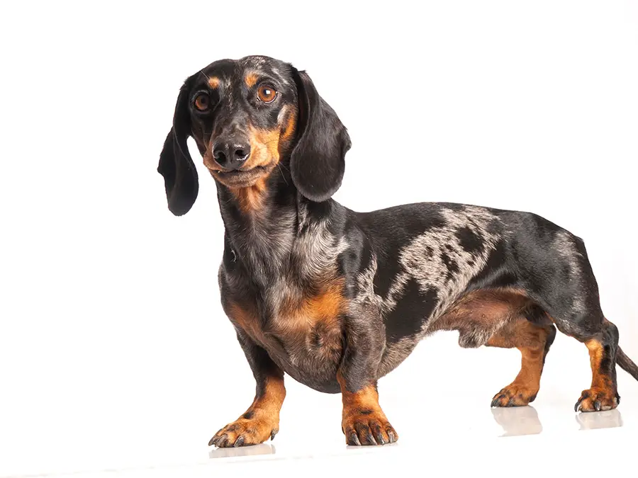 A Guide To Coat Varieties In Dachshund