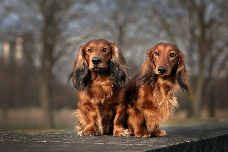 A Guide To Coat Varieties In Dachshund