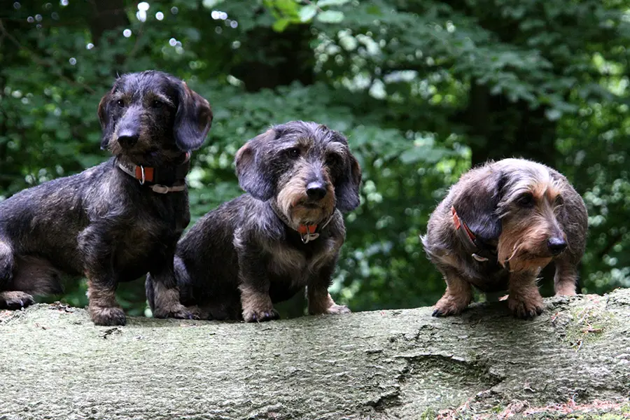 Complete Dachshund Breed Information