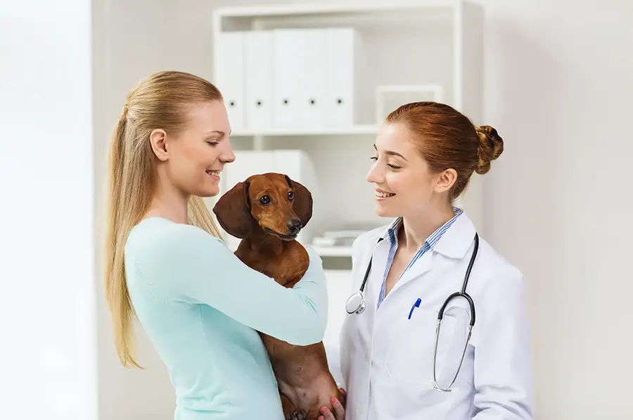 Dachshunds & The Common Health Problems