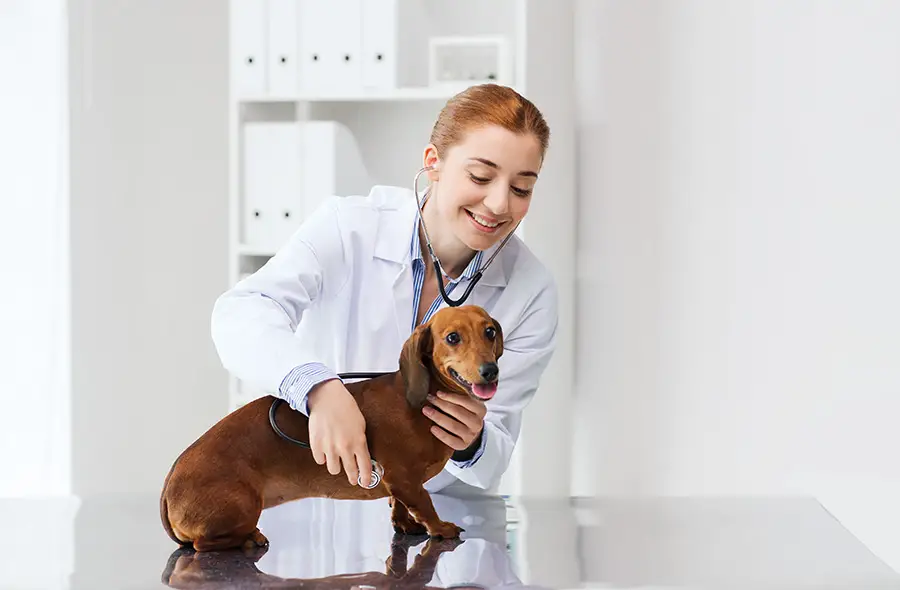Dachshunds & The Common Health Problems