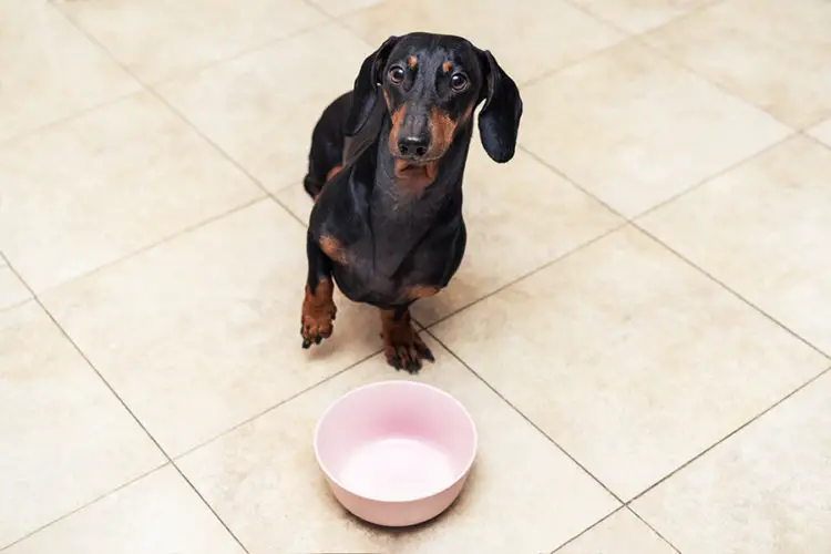 Dachshund S Favorite Food Floppy The Dachshund   Dachshund’s Favorite Food 2 750x500 