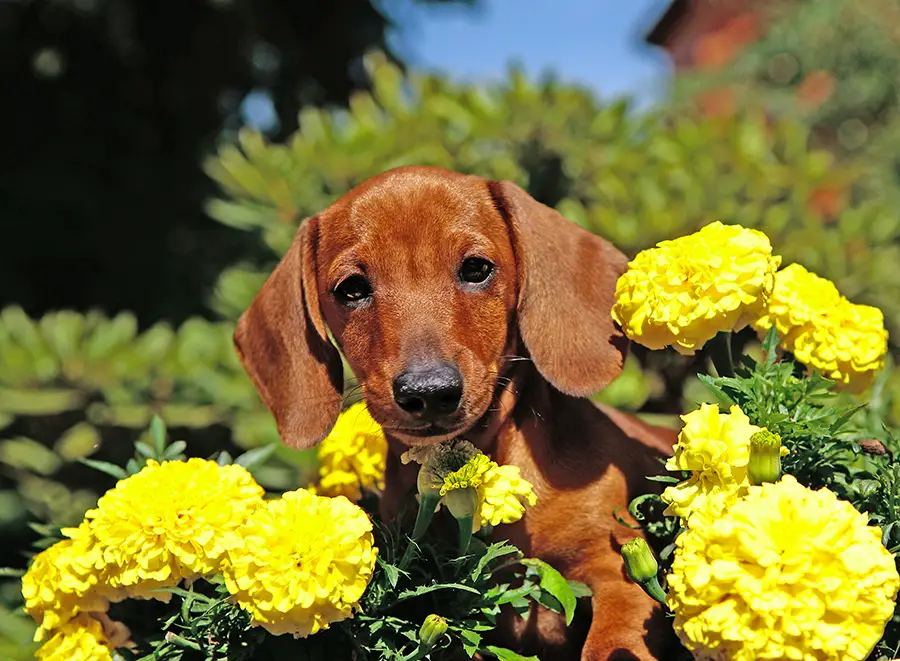 How to potty train your Dachshund puppy fast