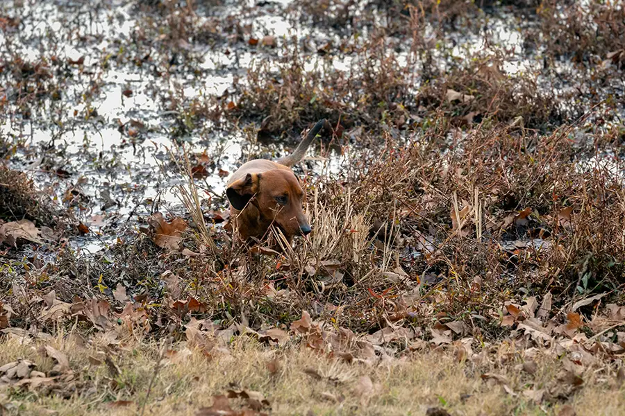Hunting With Dachshund