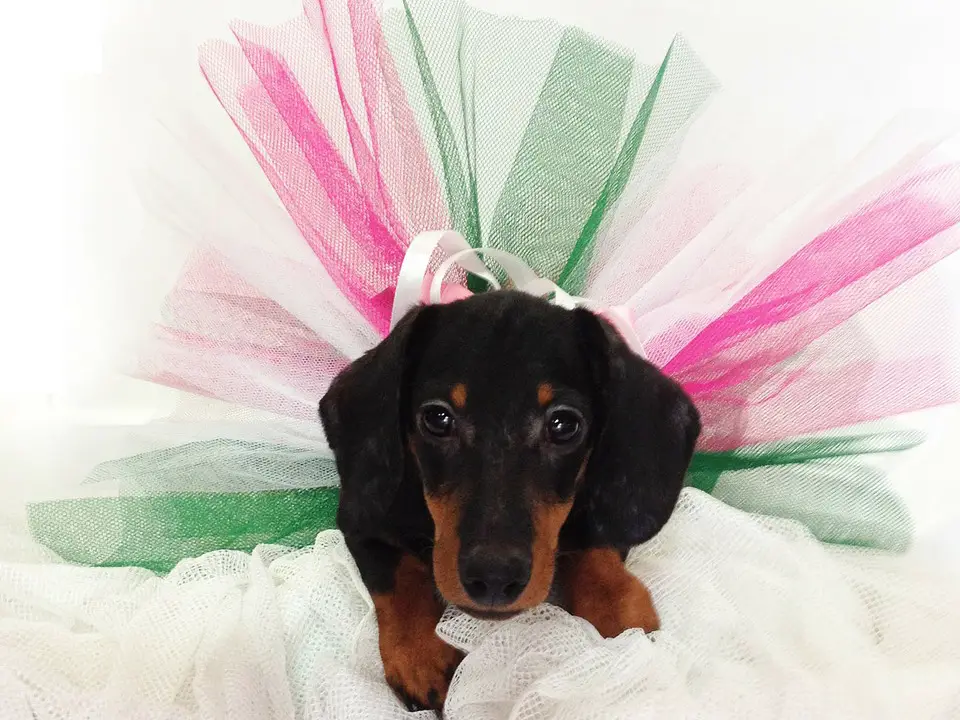 Dachshund Facts - I will steal your heart