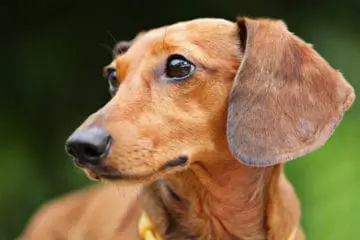 10 Steps To Follow When Disciplining Your Dachshund