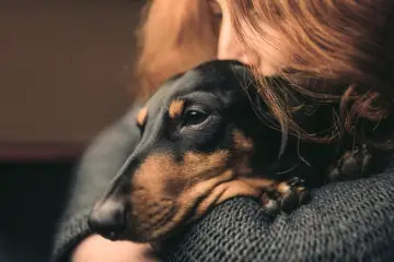 12 Questions That Are Often Asked By Dachshund Parents About Their Dog's Behavior