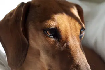 Are Dachshunds Emotional
