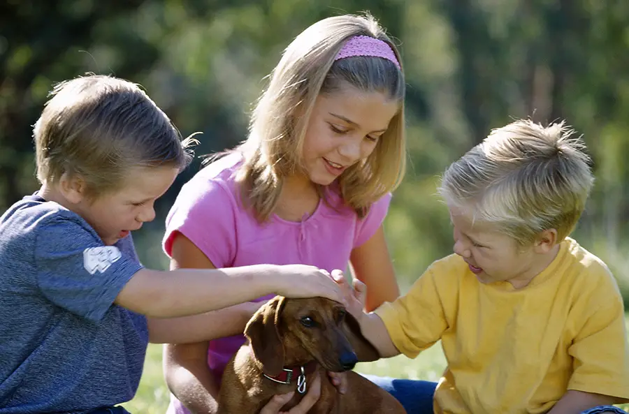 Are Dachshunds Emotional? How Do They Show Affection To Their Parents?