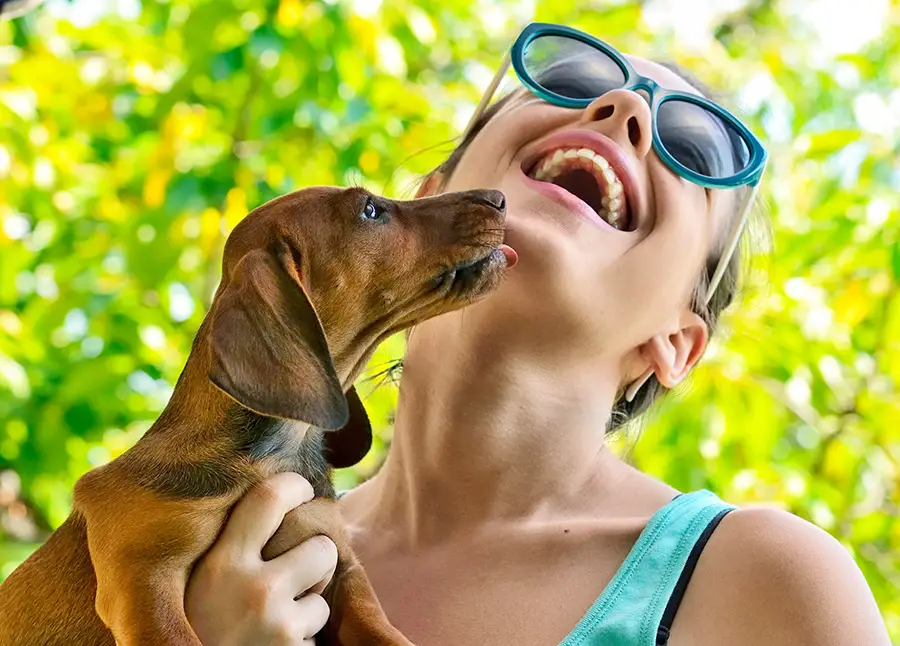 Are Dachshunds Emotional? How Do They Show Affection To Their Parents?