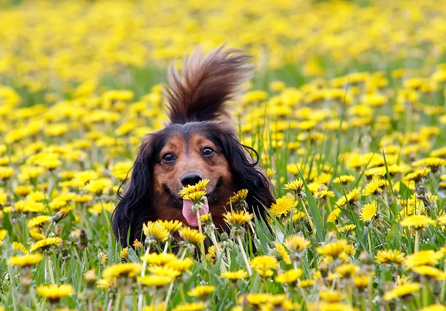 Are Dachshunds a Naturally Smelly Breed of Dogs?
