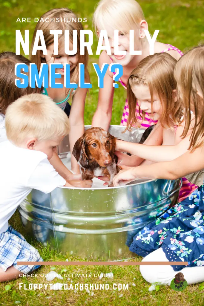 Are Dachshunds a Naturally Smelly Breed of Dogs?