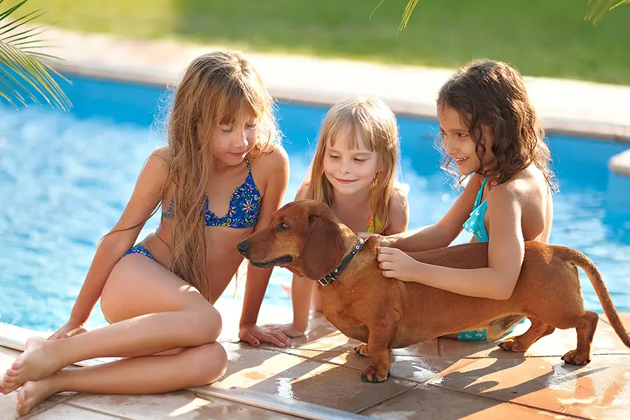 Can Dachshunds Make Good Family Pets?