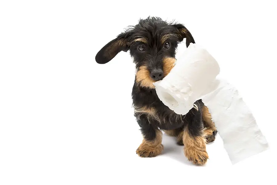 Common Reasons Behind Your Adult Dog Peeing In The House