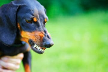 Dachshund - Curbing aggressive behaviour