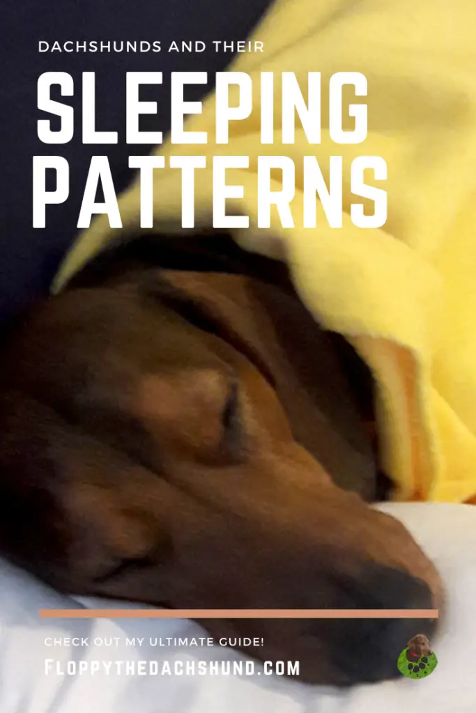 Dachshund And Their Sleeping Patterns