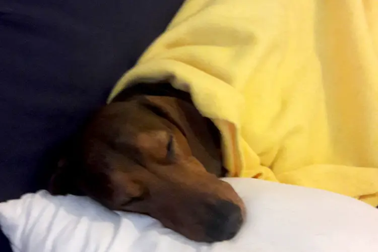 Dachshunds And Their Sleeping Patterns