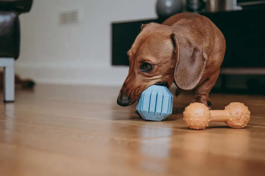 Dachshund’s Reaction To Being Left Alone and How To Deal With It