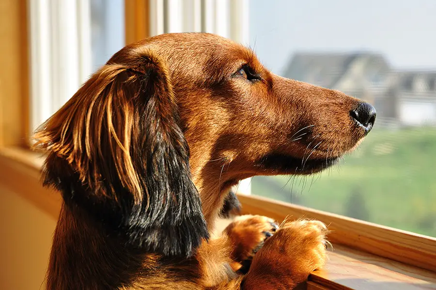 Dachshund’s Reaction To Being Left Alone and How To Deal With It