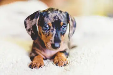 Dapple Dachshunds And The Breeding Standards To Follow