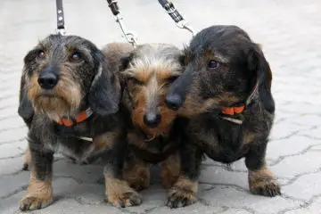 Different Colors, Coat Types, And Patterned Dachshunds And How They Are Bred
