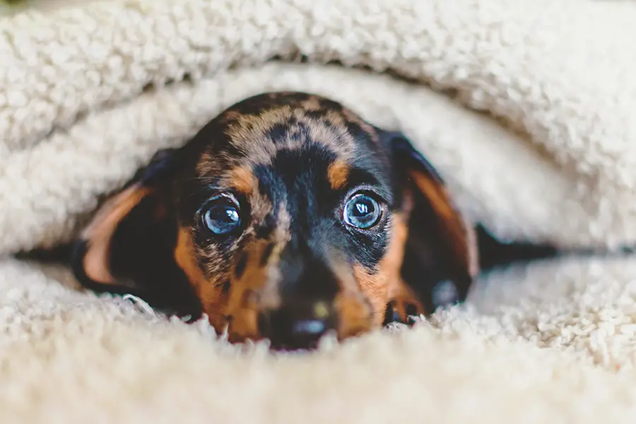 Different Colors, Coat Types, And Patterned Dachshunds And How They Are Bred