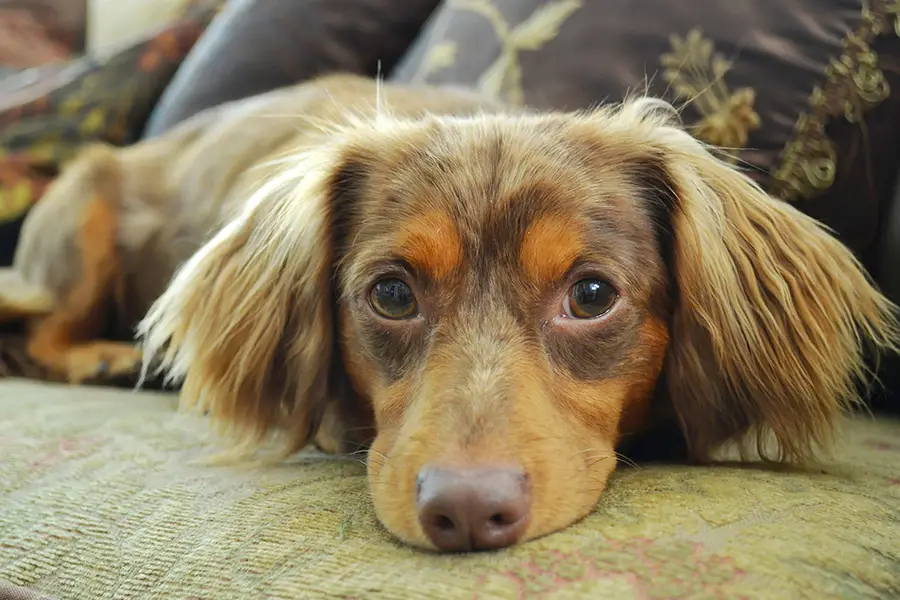 Different Mix Breeds Of Dachshund And Their Features