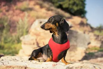 Finding The Best Harness for Dachshund