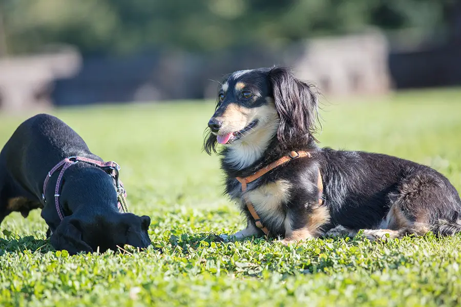 Finding The Right Dachshund For Yourself
