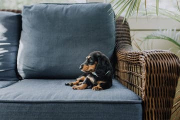 Finding The Right Dachshund For Yourself