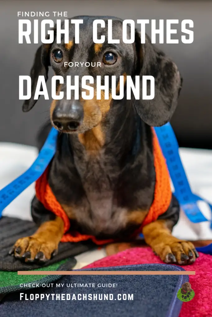 Finding the Right Clothes for Your Dachshund