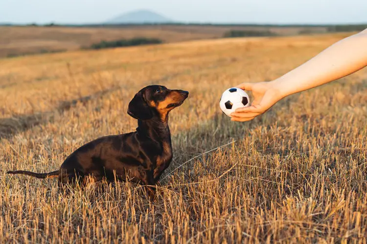 Games That You Can Play With Your Dachshund
