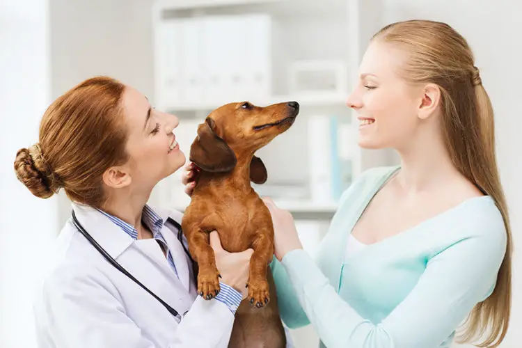 How To Take Care Of A Dachshund And Protect Them From Illnesses And Diseases