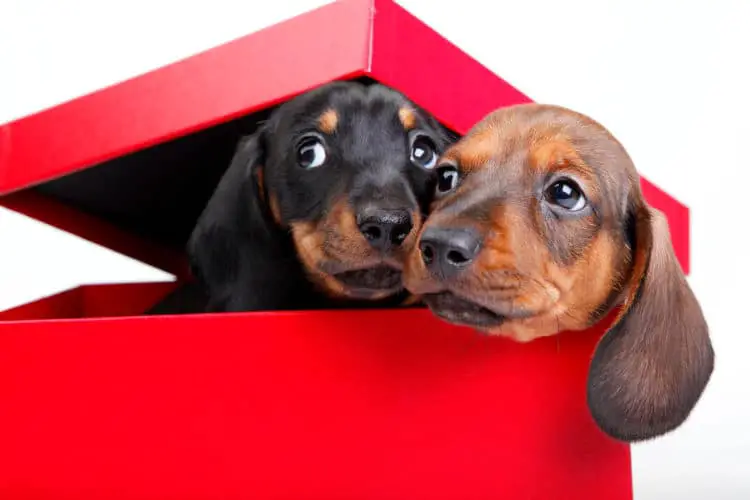 Is Crating Your Dachshund A Cruel Act Or A Great House-Training Method?