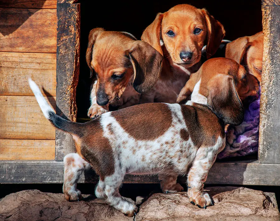 Is Crating Your Dachshund A Cruel Act Or A Great Training Method?