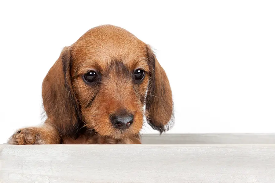 Recognize The Early Signs That Suggest Your Dachshund’s Oncoming Demise