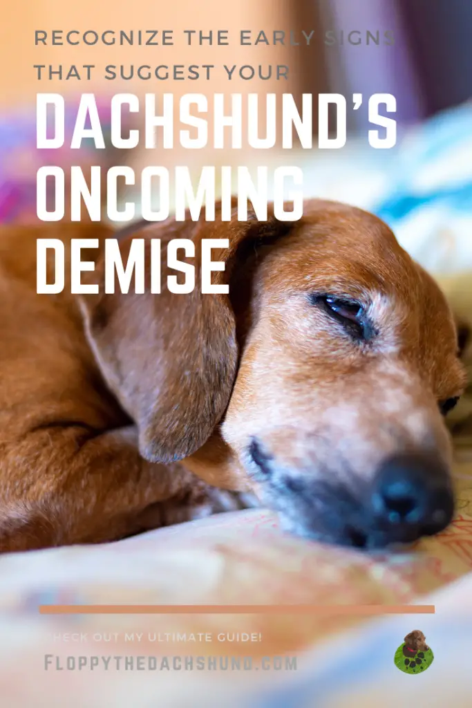 Recognize The Early Signs That Suggest Your Dachshund’s Oncoming Demise