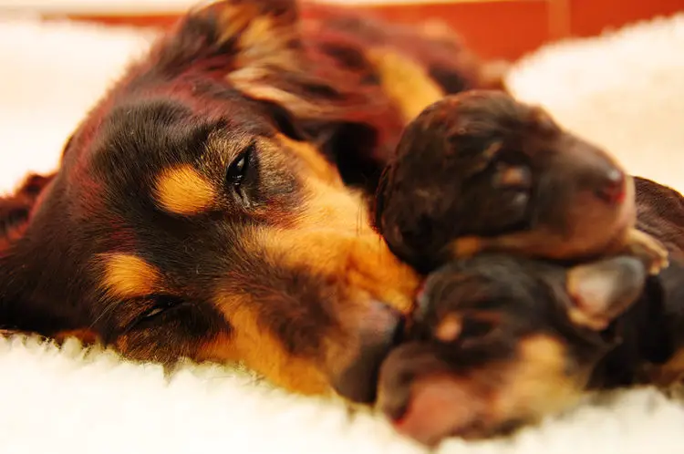 The Breeding Process and The Heat Cycle Of Dachshunds