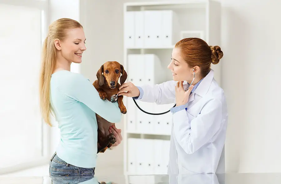 The Most Important Thing To Know About A Dachshund’s Health