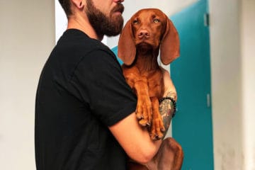 Tips For Dachshund Owner