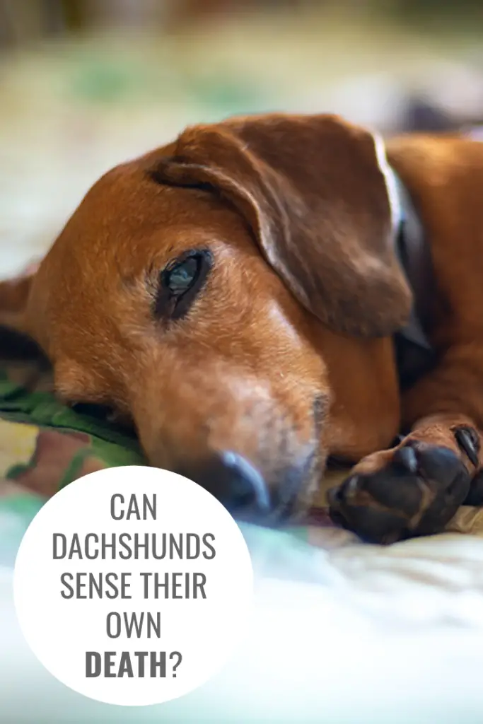 Can Dachshunds Sense Their Own Death?