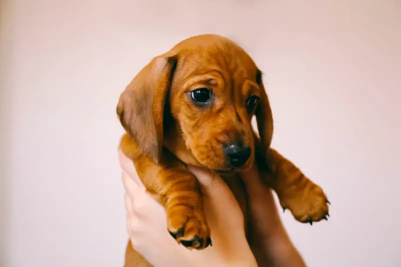 Why Do Dachshunds Feet Turn Out